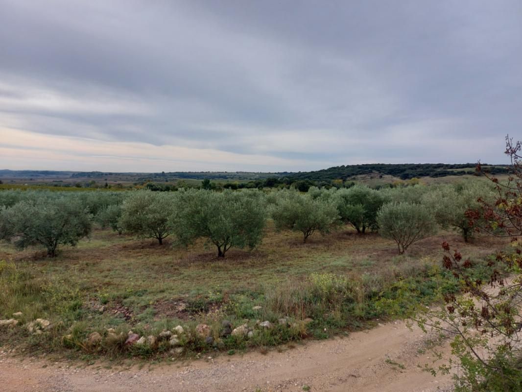 Terrain agricole avec des oliviers