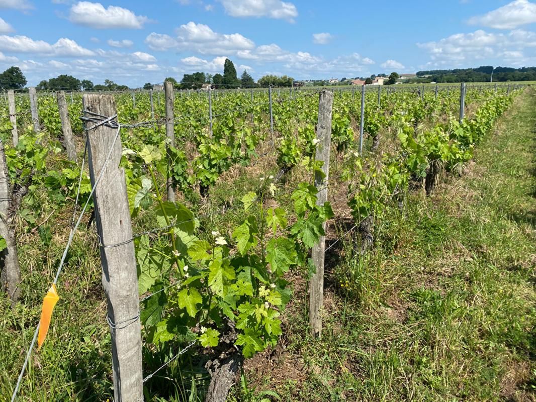 Parcelle viticole à Saint Laurent Des Combes 4.080 m²