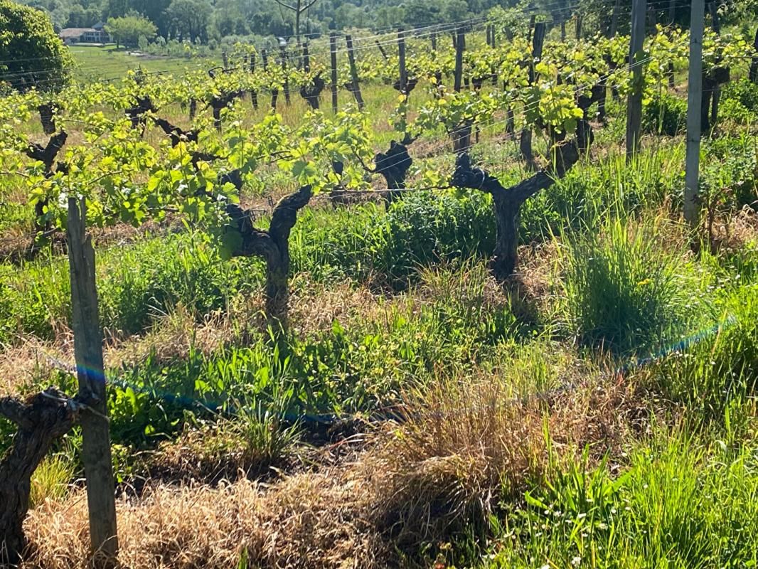 Opportunité rare : Domaine viticole et diversification de 25,5 Hectares