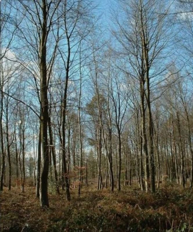 Terrain boise 3100m² non constructible