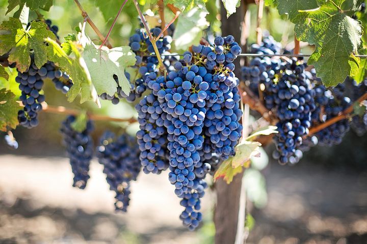 NERAC Projet viticole et d'agrément idéal pour tous passionnés, soucieux de restructurer et rénover ce domaine au joli potentiel ! 1