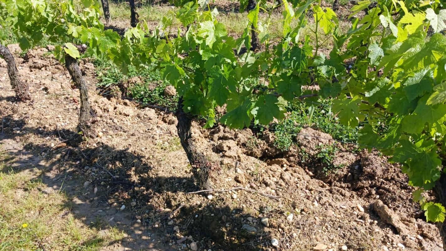 NERAC Projet viticole et d'agrément idéal pour tous passionnés, soucieux de restructurer et rénover ce domaine au joli potentiel ! 2
