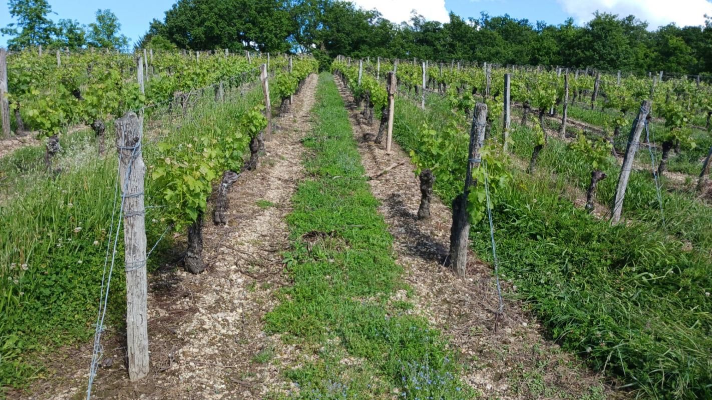 NERAC Projet viticole et d'agrément idéal pour tous passionnés, soucieux de restructurer et rénover ce domaine au joli potentiel ! 3