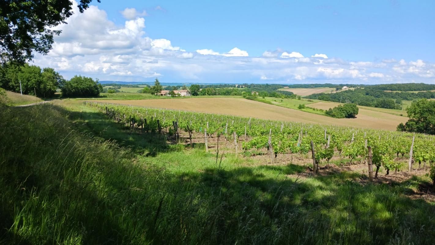 NERAC Projet viticole et d'agrément idéal pour tous passionnés, soucieux de restructurer et rénover ce domaine au joli potentiel ! 4