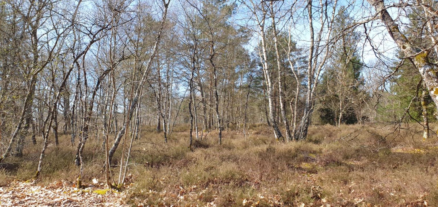 NEUVY-SUR-BARANGEON Propriété de chasse et d'agrément 3