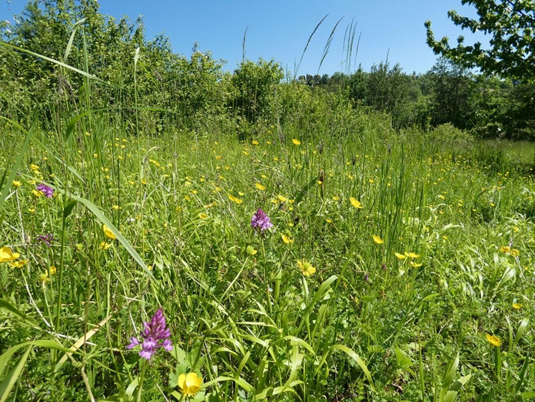 PUYLAROQUE Terrain arboré pour loisir avec cabanon - Puylaroque 2170 m2 2