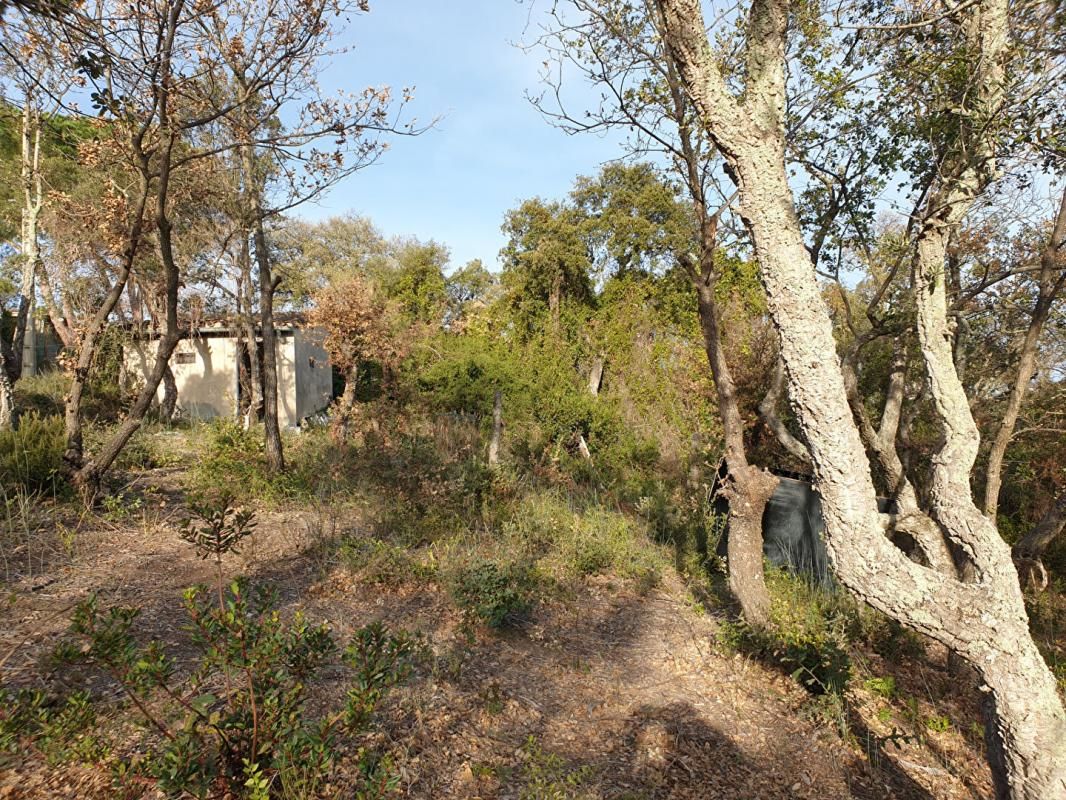 Terrain de loisirs de 2 hectares sur les hauteurs de Céret