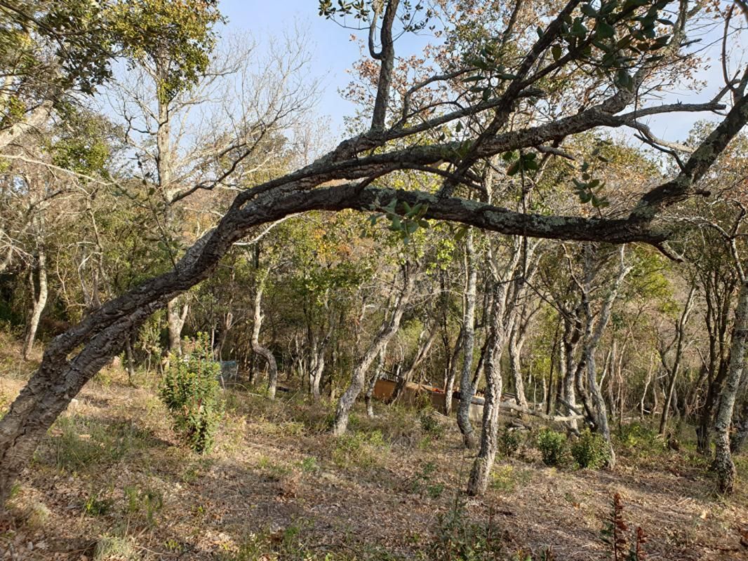 CERET Terrain de loisirs de 2 hectares sur les hauteurs de Céret 2