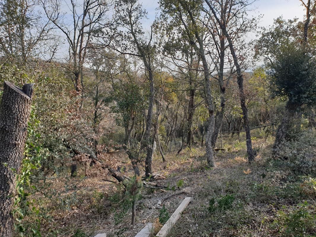 CERET Terrain de loisirs de 2 hectares sur les hauteurs de Céret 3