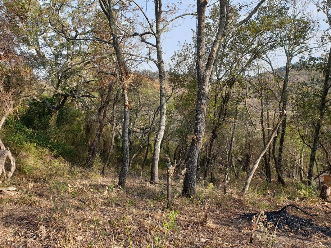 CERET Terrain de loisirs de 2 hectares sur les hauteurs de Céret 4