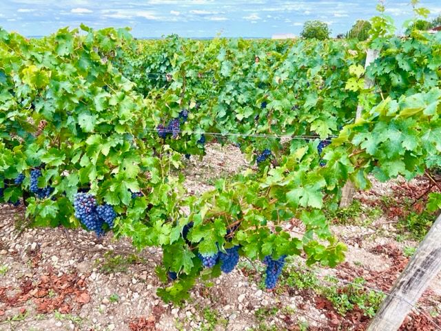 VERTHEUIL Château Viticole Haut Médoc Cru Bourgeois 4