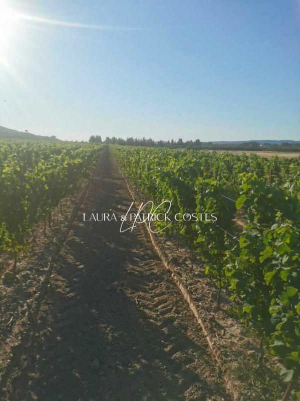 Propriété Viticole en AOP CORBIÈRES