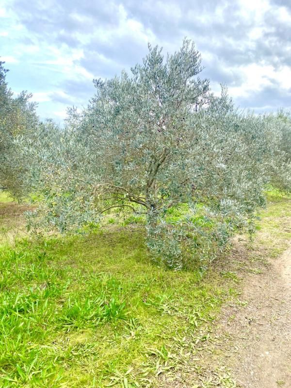 MALLEMORT Terrain agricole de 1,5 ha avec oliviers et habitation légère à Mallemort 3