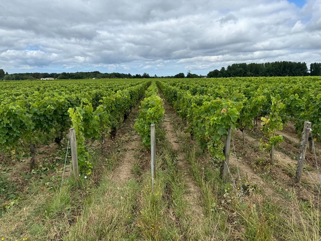 Saint-Estephe -petit bijou viticole au coeur de l'appellation