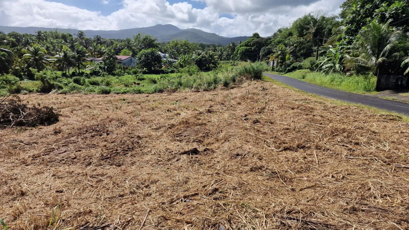 SAINTE-ROSE Terrain plat secteur Cacao 97115 Sainte-Rose Guadeloupe 3