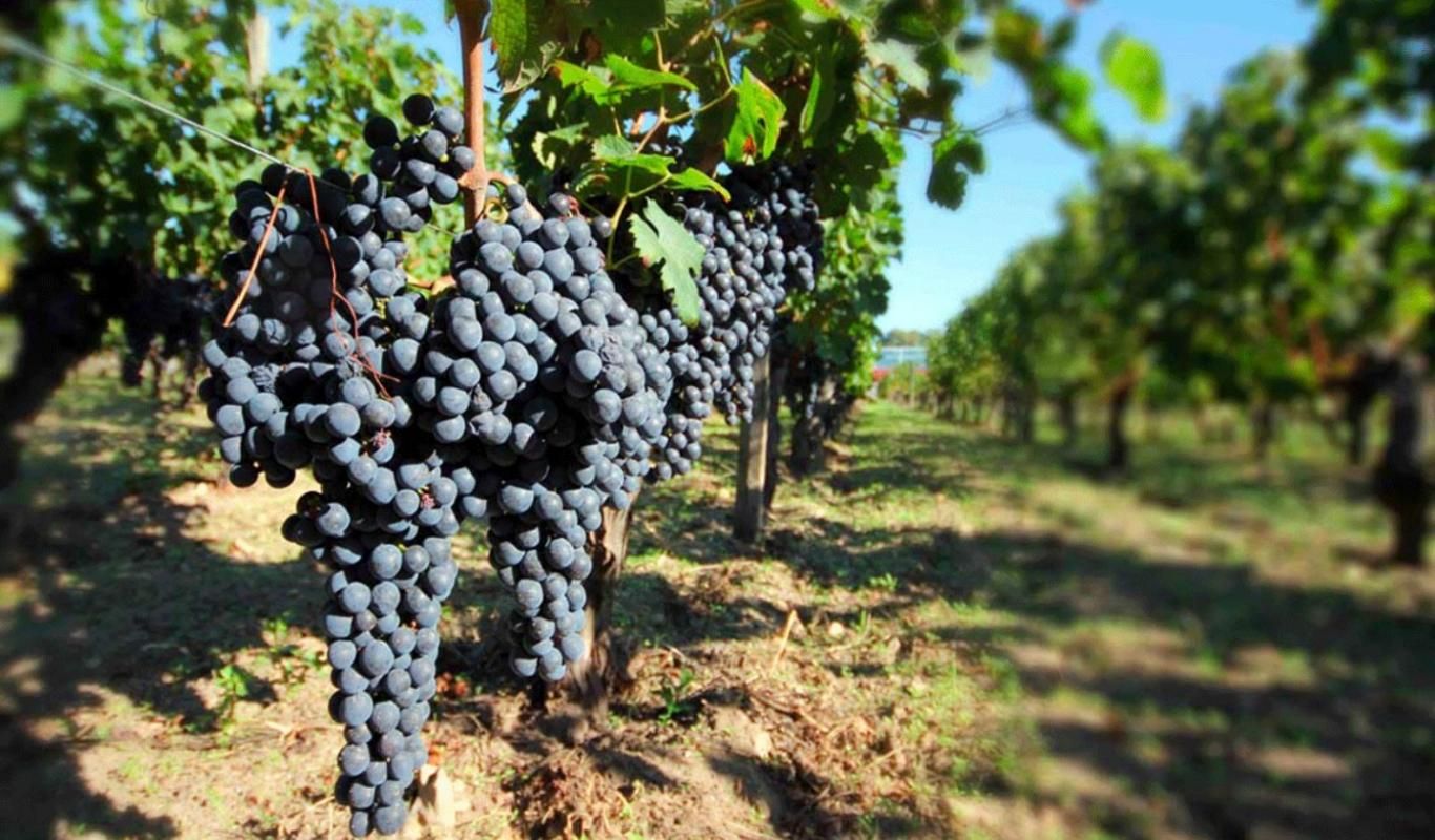 Chai et parcelles viticoles Pomerol  en Bio sur 18276 m2