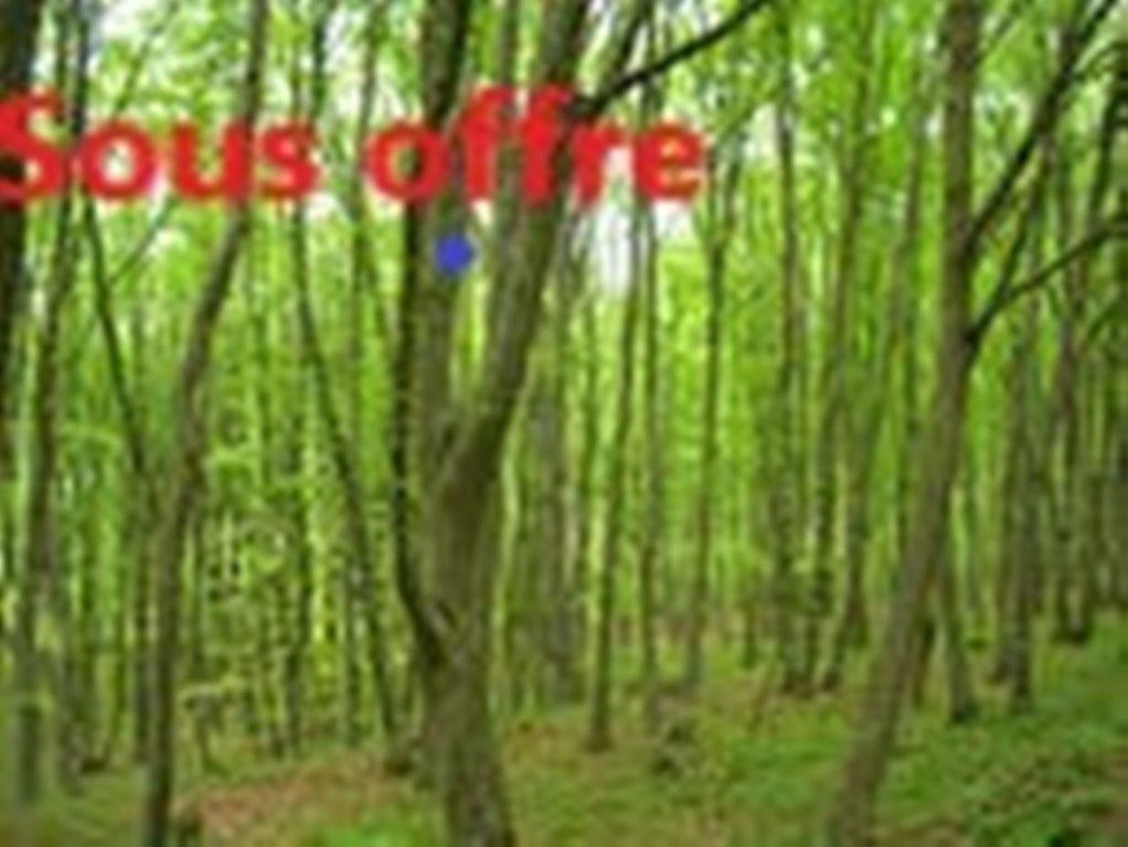 SAINT-DIZANT-DU-GUA Bois de Taillis - 7 000 m² - à St Dizant du Gua - 17240 1