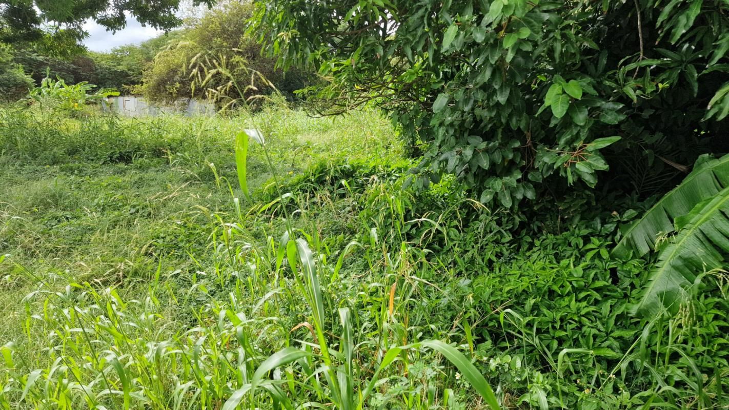 PETIT-CANAL Beau terrain plat dans un secteur très calme au prix de 87000  Petit Canal Guadeloupe 4