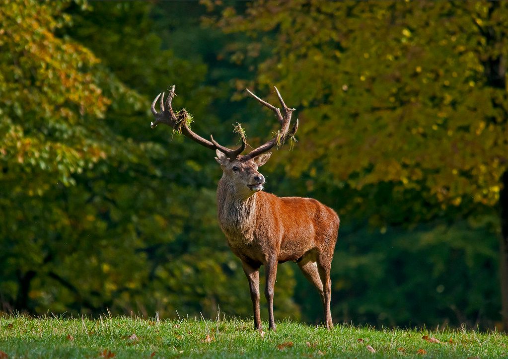 Propriété de chasse et d'agrément