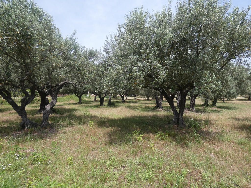 SALERNES Petite maison Provençale avec oliviers 3