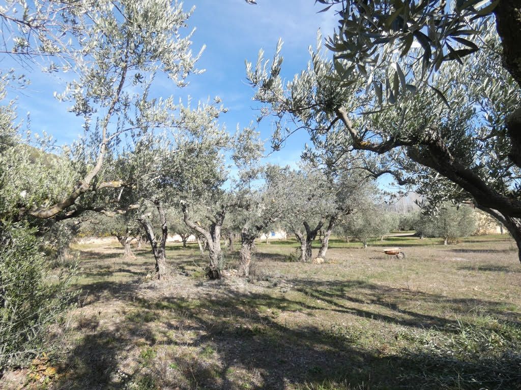 SALERNES Petite maison Provençale avec oliviers 4