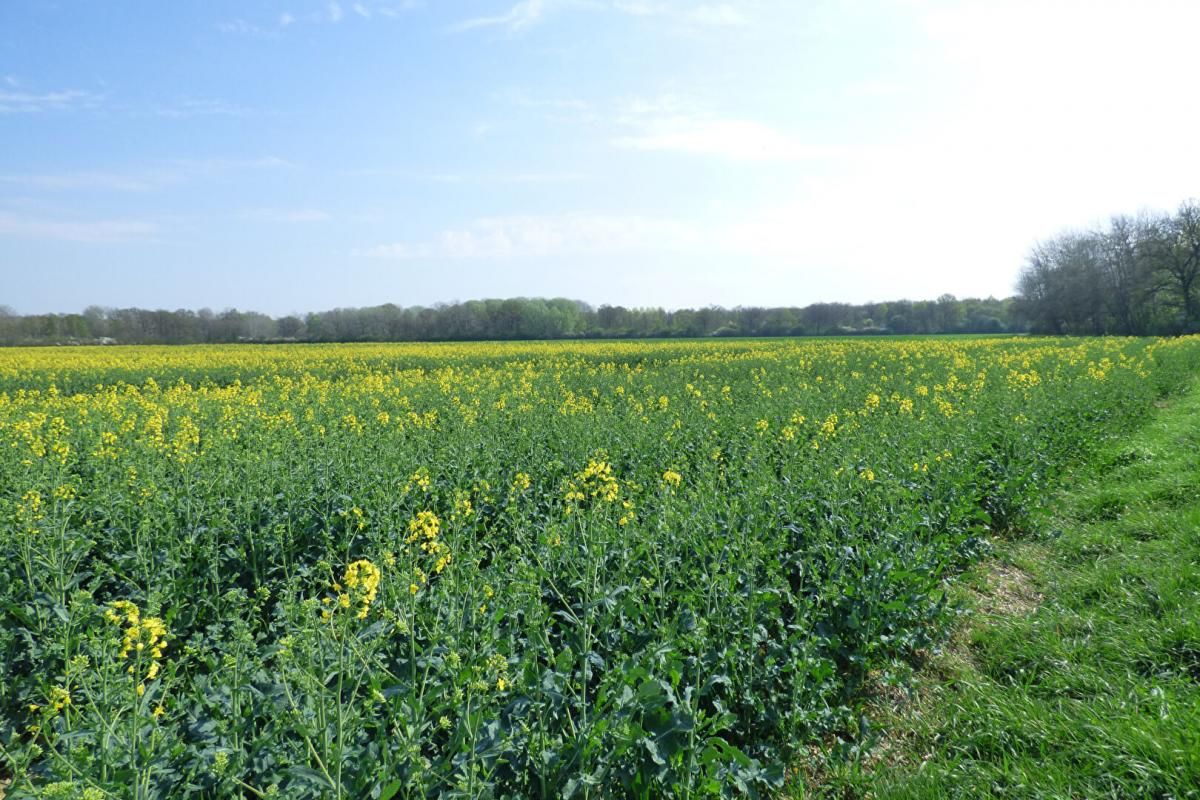 Propriété rurale