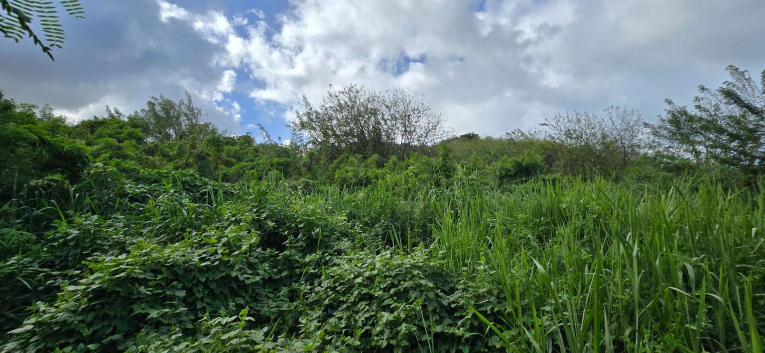 LE VAUCLIN Terrain sur la route des plages 2