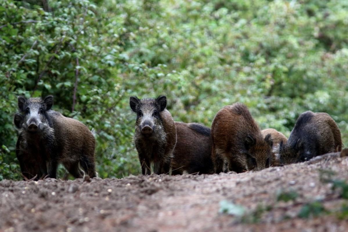 GIEN Propriété de chasse et d'agrément 2