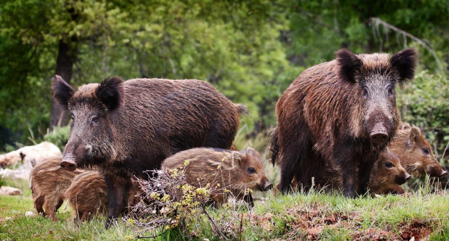 GIEN Propriété de chasse et d'agrément 4